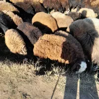 فروش گوسفند توغلی نر و ماده|حیوانات مزرعه|اردبیل, |دیوار