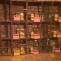 قفس آهنی کامل برایه کبوتر جوجه گیری.