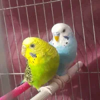 مرغ عشق مولد