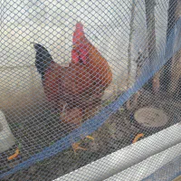 خروس محلی|حیوانات مزرعه|کرج, ساسانی (قلمستان)|دیوار