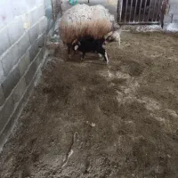 یک میش هترو با سه بره