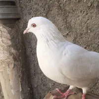 کبوتر باخت رفته|پرنده|آبیک, |دیوار