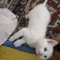بچه گربه سفید