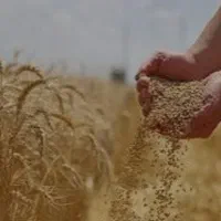 گندم آبی درجه یک