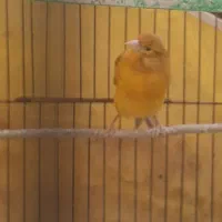 قناری زیتونی ماده اماده