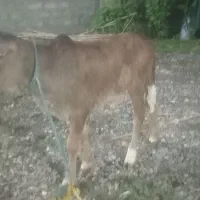گاو و گوساله نر