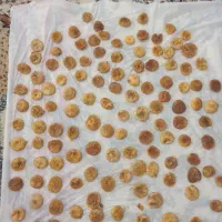 انجر|خدمات باغبانی و درختکاری|سرپل ذهاب, |دیوار
