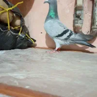 دوجفت عتیقه|پرنده|نیر (اردبیل), |دیوار