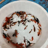 ماهی قرمز|ماهی|همدان, |دیوار