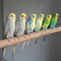 مرغ عشق و فنج نرگسی