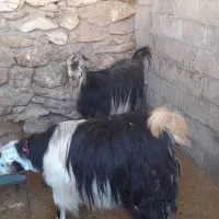 بز ابستن|حیوانات مزرعه|مسجد سلیمان, |دیوار