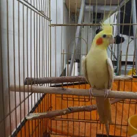 طوطی عروس هلندی بالغ ماده زعفرانی معاوضه|پرنده|روانسر, |دیوار