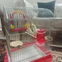 جوجه عروس هلندی دستی ماده