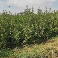 فروش انواع نهال اصلاح شده پیوندی