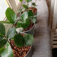 زاموفیلیا سبز پر شاخه