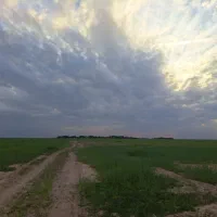 زمین-کشاورزی-دیم