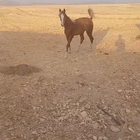 اسب|اسب و تجهیزات اسب‌سواری|دوتپه, |دیوار