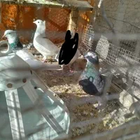 کفتر|پرنده|گلبهار, شهر جدید گلبهار|دیوار