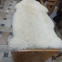 پوست گوسفند ، گوسفندی نژاد مرینوس (وارداتی)