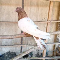 4 عدد کفتر رنگی سینه ای مهر|پرنده|قرچک, مهدیه|دیوار