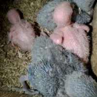 طوطی برزیلی از سر لاک تا بالغ|پرنده|رشت, انصاری|دیوار