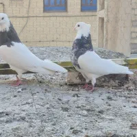 طوقی هفت رنگ