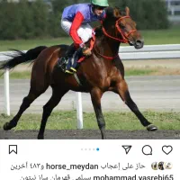 اسب نریان یکسر کورسی