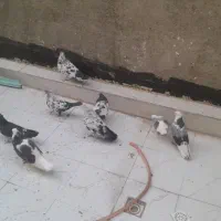 کفتر
