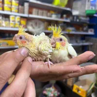 طوطی عروس هلندی سرلاکی در انواع رنگ و سن|پرنده|قائمشهر, |دیوار