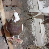 بله طوقی نر