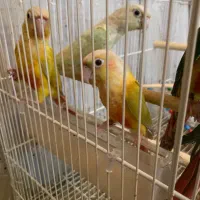 گرینچیک 4/5 ماه ردچیک کریمسون مونچیک جفت و جوجه