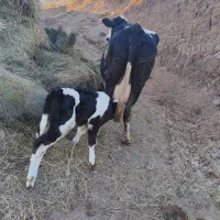 گاو سیمنتال با گوساله نر سیمنتال