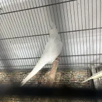 عروس هلندی|پرنده|قشم, |دیوار