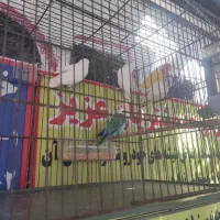 تعدادی کوتوله نر ماده و  سهره نر