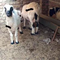 حیوانات|حیوانات مزرعه|هامون, |دیوار