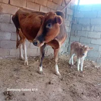 گاو|حیوانات مزرعه|پلدختر, |دیوار