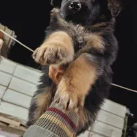 سگ ژرمن دورنگ