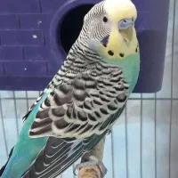 مرغ مینادستی ومرغ عشق وفنچ|پرنده|دوگنبدان, |دیوار