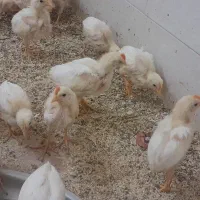 جوجه خروس ۲ ماهه|حیوانات مزرعه|اردکان, |دیوار