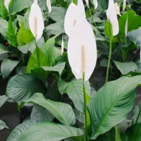 گل فروشی نوید