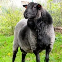 ذبح حلال گوسفند و قصابی در محل(قصاب شرعی سیار)