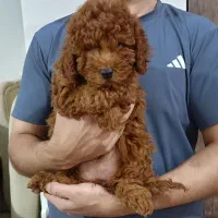 پودل رنگ رد