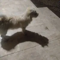 سگ خانگی|سگ|بازرگان, |دیوار