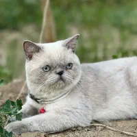 گربه نژاد دار هیمالین پرشین