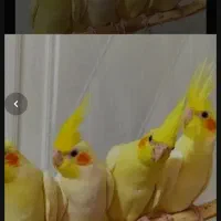 معاوضه عروس هلندی