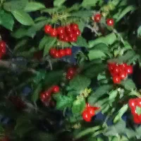 فروش گیلاس