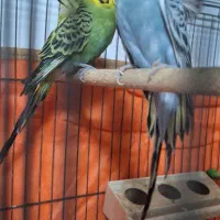 مرغ عشق پروانه ای|پرنده|مهریز, |دیوار