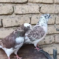 کبوتر زوردار