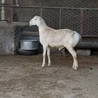 بره نر وماده چینی قندوزی اصیل مخصوص داشت فلکه شهرک|حیوانات مزرعه|تربت جام, شاهد|دیوار