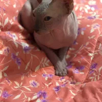 گربه اسفینکس|گربه|تهران, شهرک غرب|دیوار